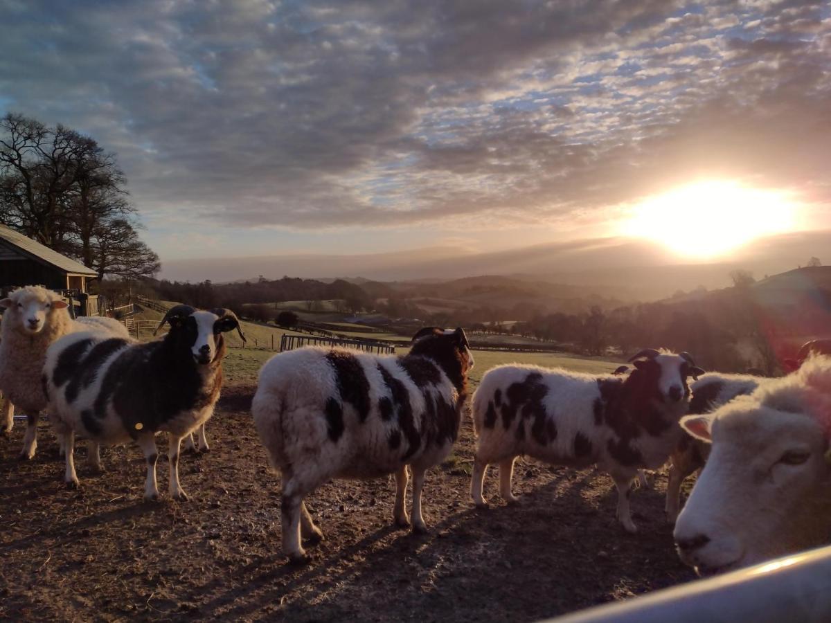 Sheep Dip Cottage - 5* Cyfie Farm, With Log Burner And Private Hot Tub Llanfyllin Екстериор снимка